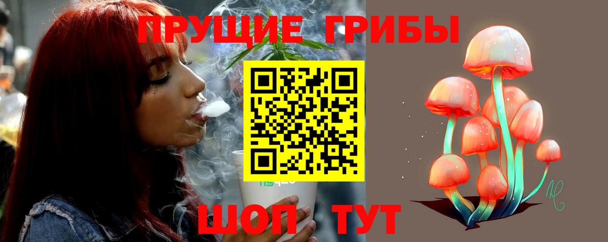 Псилоцибиновые грибы Psilocybe Ленинск-Кузнецкий